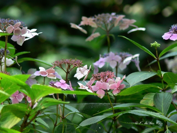 Bois des Moutiers  (79) Summer 2012
